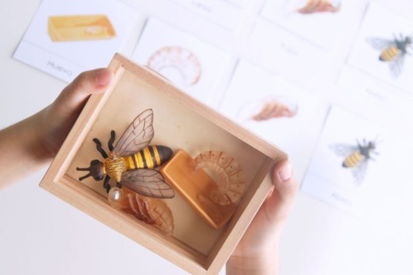 miniaturas del ciclo de vida de la abeja safari ltd