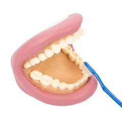 Boca para cepillar los dientes - Commotion Distribution