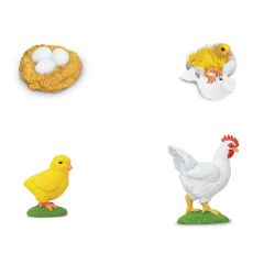 Ciclo de vida de un pollo - Safari