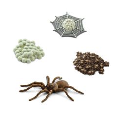 Ciclo de vida de una araña - Safari