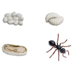 Ciclo de vida de una hormiga - Safari