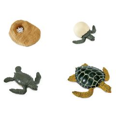 Ciclo de vida de una tortuga - Safari