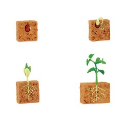 Ciclo de vida de una planta de Judía Verde - Safari