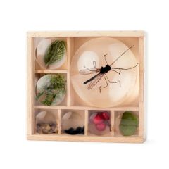 Museo de madera de bolsillo con lupas - Huckleberry Kikkerland