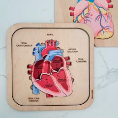 Puzle encajable de madera corazón cuerpo humano 6 piezas - Mameduka
