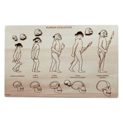 Puzle encajable de madera Evolución Humana - Ösbru