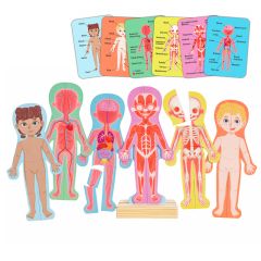 Puzles magnéticos cuerpo humano con soporte y tarjetas - Hape