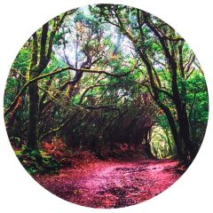 Alfombra para mesas de luz y bandejas sensoriales Bosque 62,5 cm - TickiT