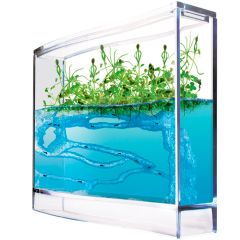 Ecosistema de hormigas y plantas - Antquarium