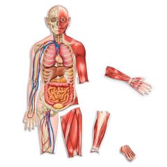Cuerpo humano magnético doble cara 17 piezas - Learning Resources