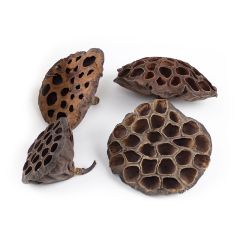 Flores de loto secas 10 cm (10) - Deukaliptus