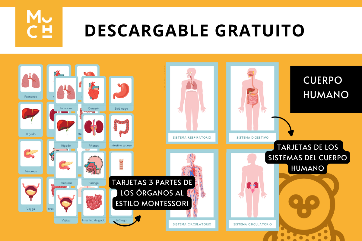 DESCARGABLE_GRATUITO-CUERPO_HUMANO