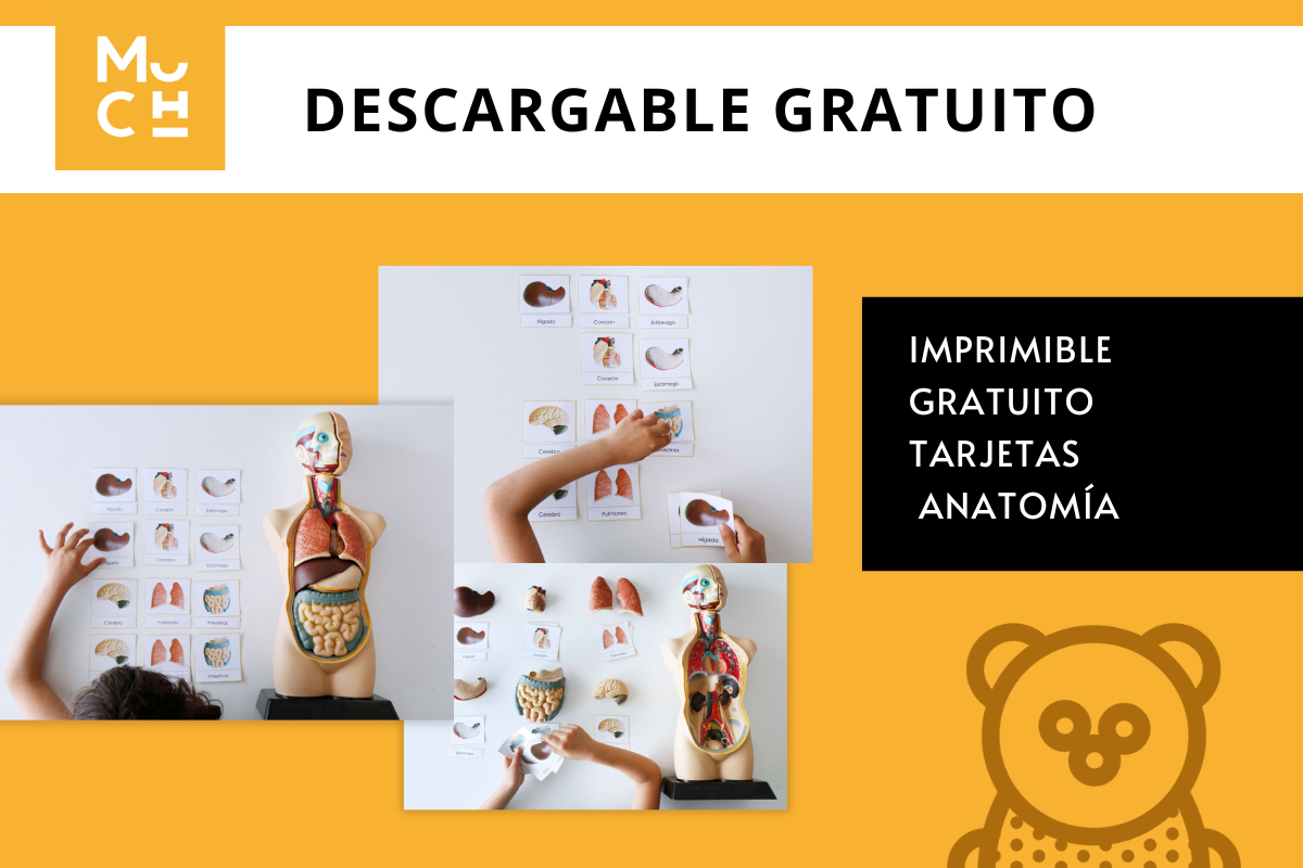 DESCARGABLE_HORIZONTAL_-_TARJETAS_ANATOMIA